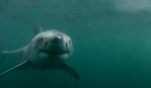 Un baigneur se retrouve nez à nez avec un requin blanc