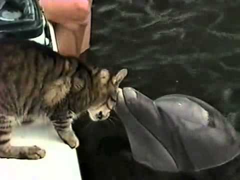 Un chat joue avec un dauphin