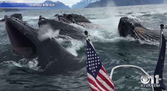 Énorme surprise pour des pêcheurs qui sont tombés sur des baleines à bosse