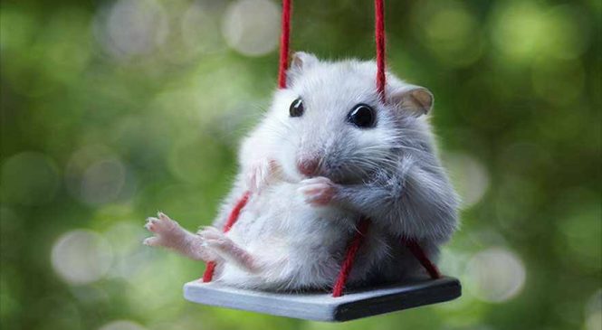 10 photos qui prouvent que les hamsters sont les plus mignons