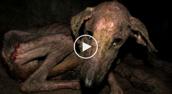 Ce chien est au bord de la mort, mais un véritable miracle arrive!