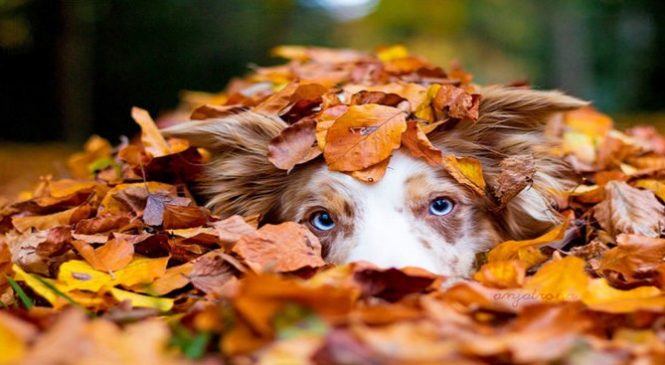 17 images d’animaux qui profitent à fond de l’automne. Magnifique !