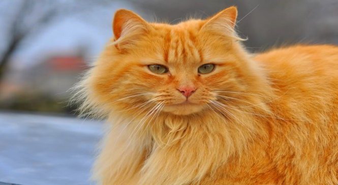 23 magnifiques photos de chats roux !