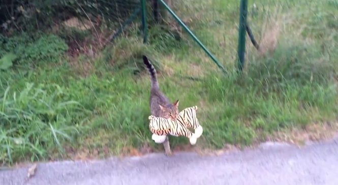 Un chat revient après avoir chassé un tigre chez le voisin