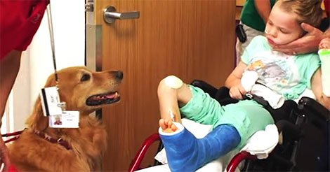 Ils présentent leur fils « sans vie » à un chien. Je suis en pleurs en voyant ce qui s’est passé