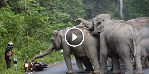 Des éléphants sauvages s’en prennent à un motard