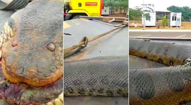 Brésil : Découverte d’un énorme serpent aux mensurations impressionnantes !