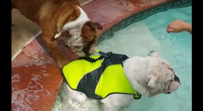 Vidéo hilarante : un bouledogue croit que son frère va se noyer, il fait tout pour le sauver