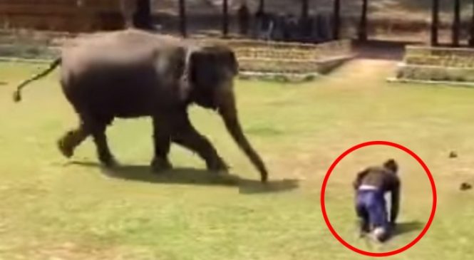 L’homme Prend Soin De Lui Et Tombe à Terre. La Réaction De L’animal Est Trop émouvante