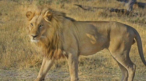 Hier en Afrique du Sud, un braconnier a été tué par le lion qu’il chassait illégalement