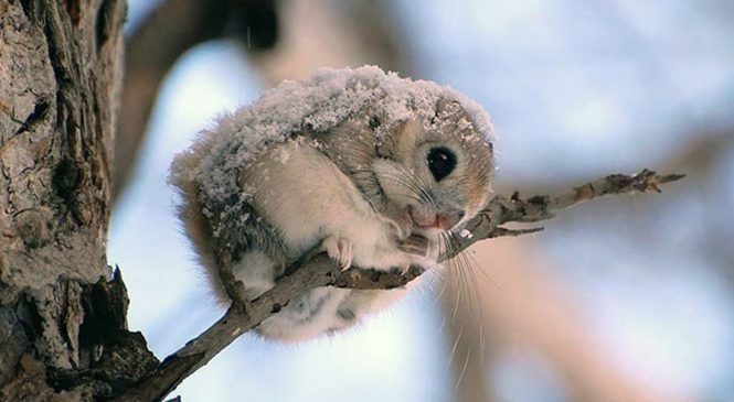 Ces écureuils volants sont certainement les animaux les plus mignons de la Terre!