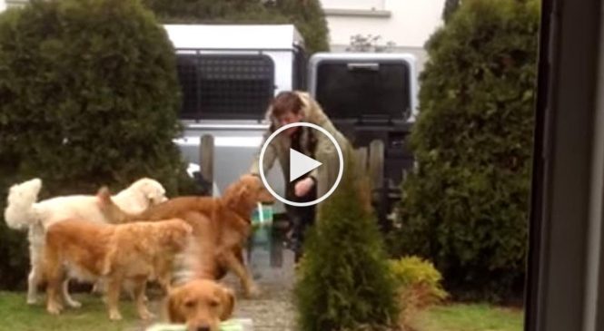 Ces chiens voient cette femme sortir de l’auto, ce qu’ils lui font est surprenant!