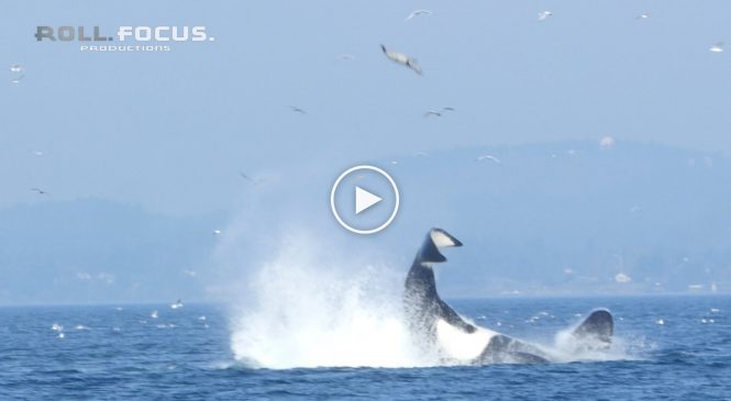 Une orque projette un phoque à plus d’une vingtaine de mètres de hauteur!