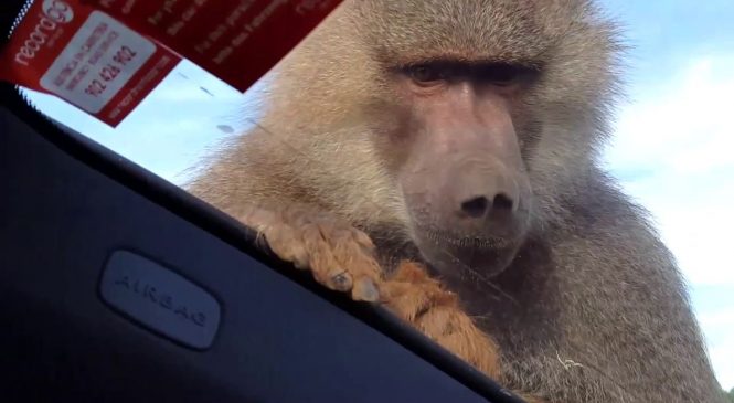 Ce singe a fait une chose incroyable sur une voiture. Vous allez exploser de rire!
