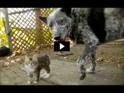 Un chien se lie d’amitié avec un chaton handicapé
