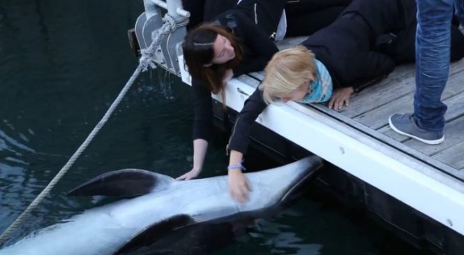 Un dauphin sauvage se fait caresser par les passants dans le port de Brest