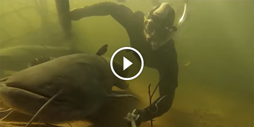 Un plongeur nage avec des monstres marins dans la Loire