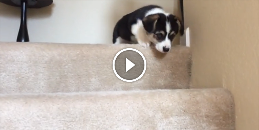 La plus adorable technique pour éviter les escaliers