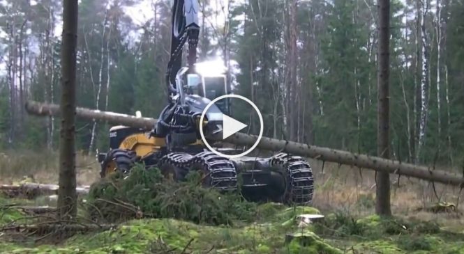 Une impressionnante machine pour abattre et couper des arbres!