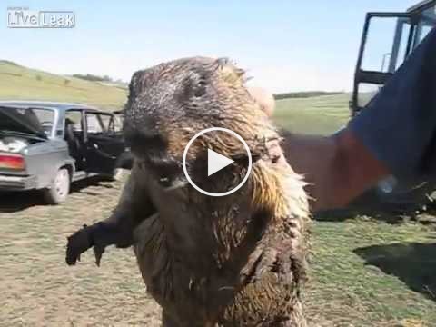 Voici à quoi ressemble le cri d’une marmotte. Attention, vous risquez d’être surpris !