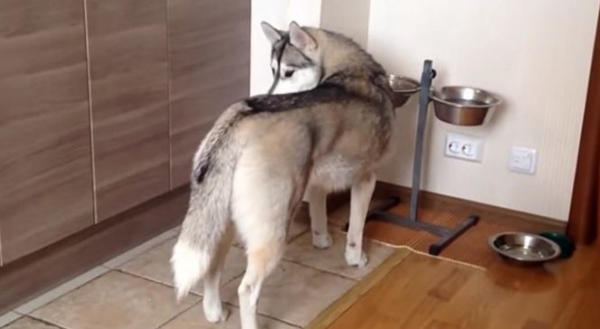 Pendant qu’il mange, un husky se fait attaquer par une énorme bête poilue