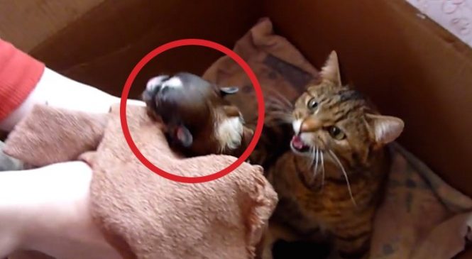 Ils Mettent Un Chien Dans Une Portée De Chats: La Réaction De La Maman Est Magnifique!