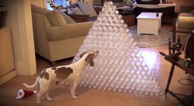 Son Maître Lui A Construit Une Pyramide De Bouteilles: Sa Première Réaction Est Trop Mimi!