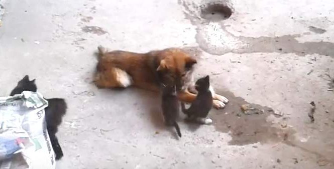 Une maman chat retrouve un vieil ami