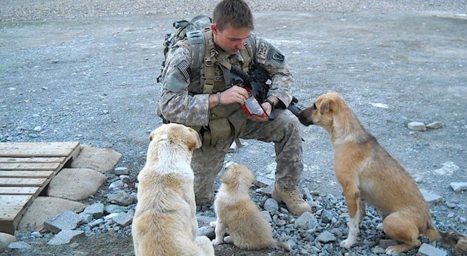 Un militaire trouve trois chiens abandonnés mais il ne s’attend pas à ce qu’ils changent sa vie