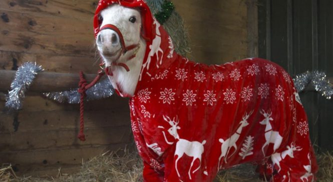 Ce poney en pyjama est la chose la plus mignonne que vous allez voir aujourd’hui