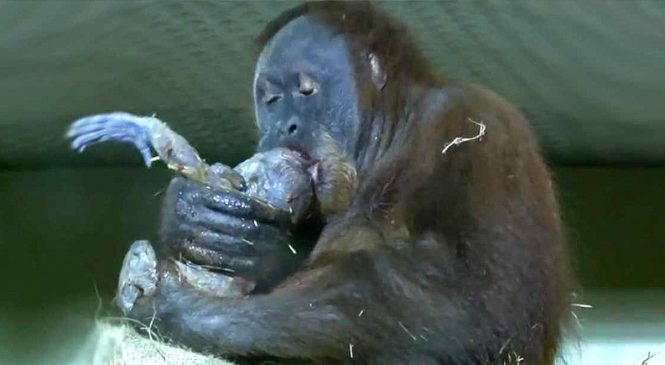 Une maman orang-outan met au monde un bébé!