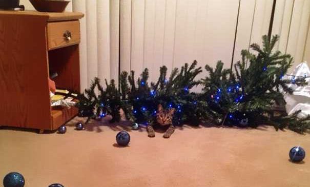 Voici des chats qui ont décidé de ruiner Noël. Aucune pitié pour l’espèce humaine !
