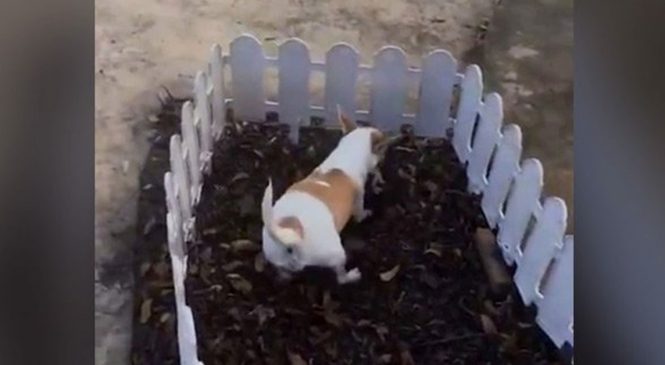 L’amour d’une pauvre chienne qui enterre son bébé dans le jardin