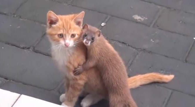 Un chat et une belette deviennent les meilleurs amis du monde