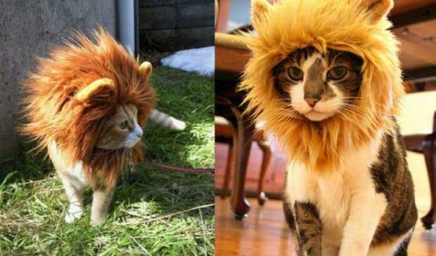 L’accessoire parfait pour transformer votre chat en véritable lion