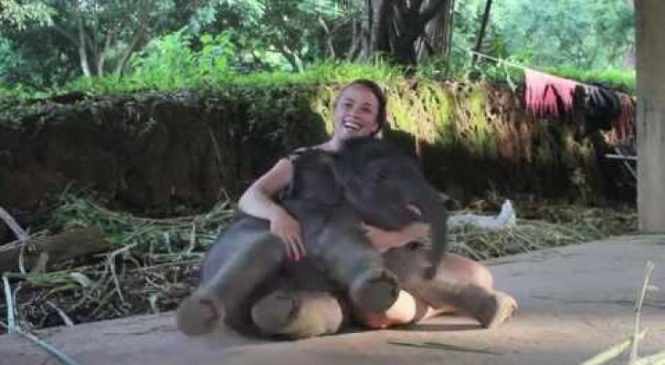 Un bébé éléphant Se Place à Côté D’elle Et Lui Offre Un Moment INOUBLIABLE