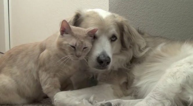 Après une chirurgie dentaire, ce chat va chercher réconfort auprès de son meilleur ami