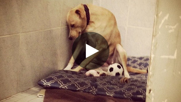 La photo de Lana, la chienne adoptée puis abandonnée, bouleverse tous les internautes