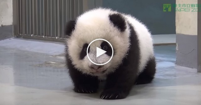 Maman Panda remet bébé Panda au lit