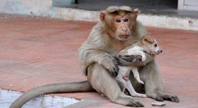 Ce singe sauve un chiot et le prend sous son aile