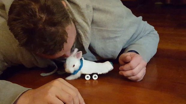 Un bébé lapin paralysé reçoit un mini skateboard pour se déplacer