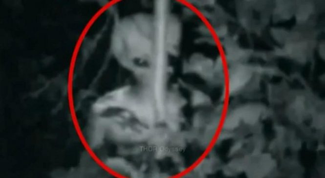 Une « créature non identifiée » filmée par une caméra de surveillance en Turquie