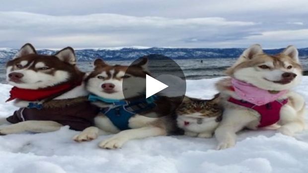 Ce chat sauvé par un husky a trouvé une nouvelle famille