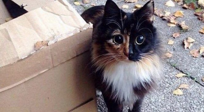 Ce chat adorable et aux yeux irrésistibles a un mini secret