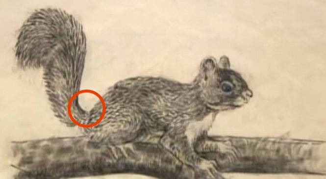 Vous pensez que c’est juste le dessin d’un écureuil ? Regardez d’un peu plus près !