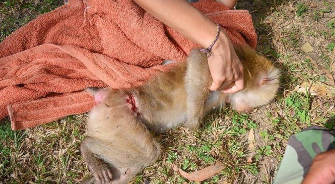 Pendant 4 ans ce macaque a été enchaîné. Regardez ce qu’il se passe quand les secours finissent par le libérer!