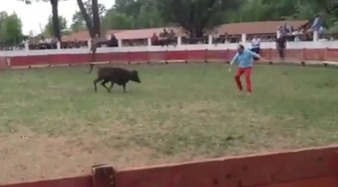 Un homme se fait exploser par un taureau pendant une Corrida en France