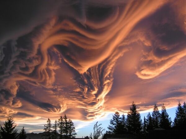 asperatus