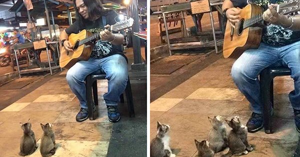Tout le monde ignorait ce musicien dans la rue… à part ces quatre chatons. Adorable !