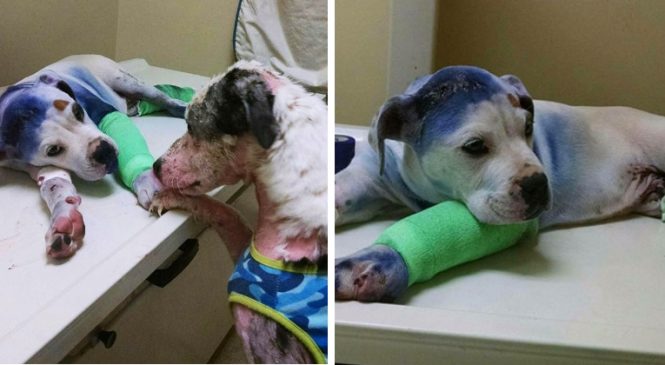 Un chien sauvé vient en aide à son ami blessé qui, comme lui, a vécu l’horreur